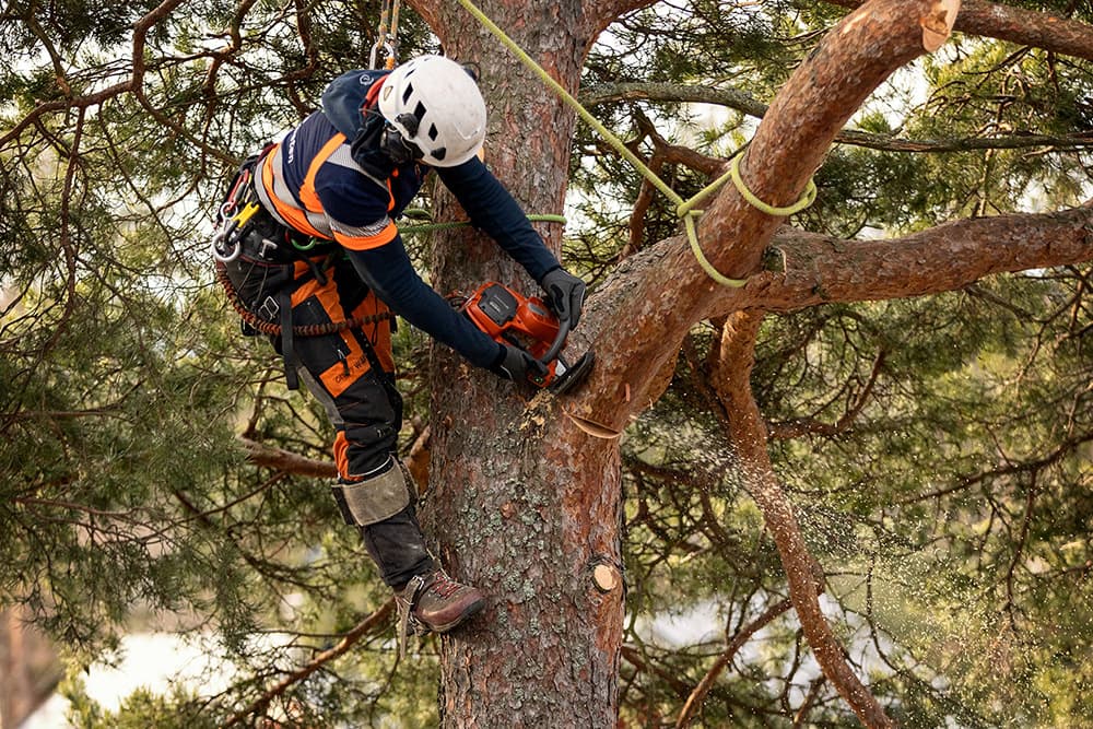 Bild av trädfällning och sektionsfällning